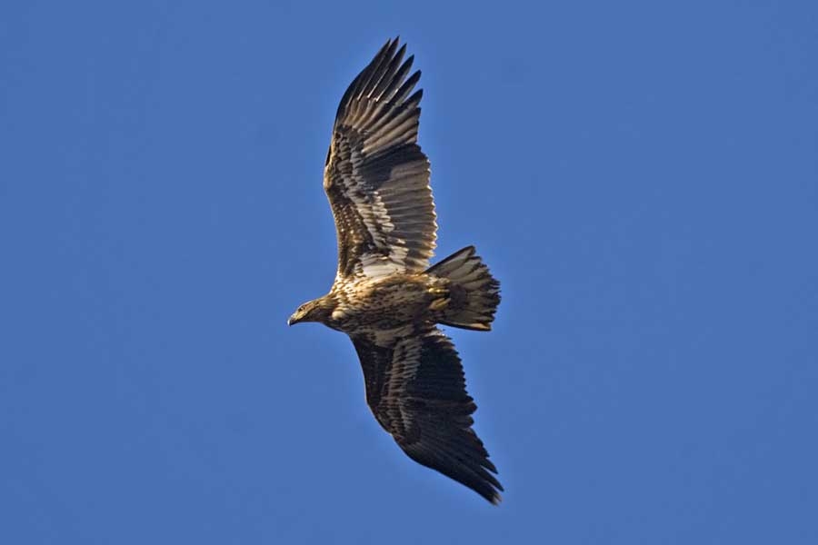 White-tailed Eagle