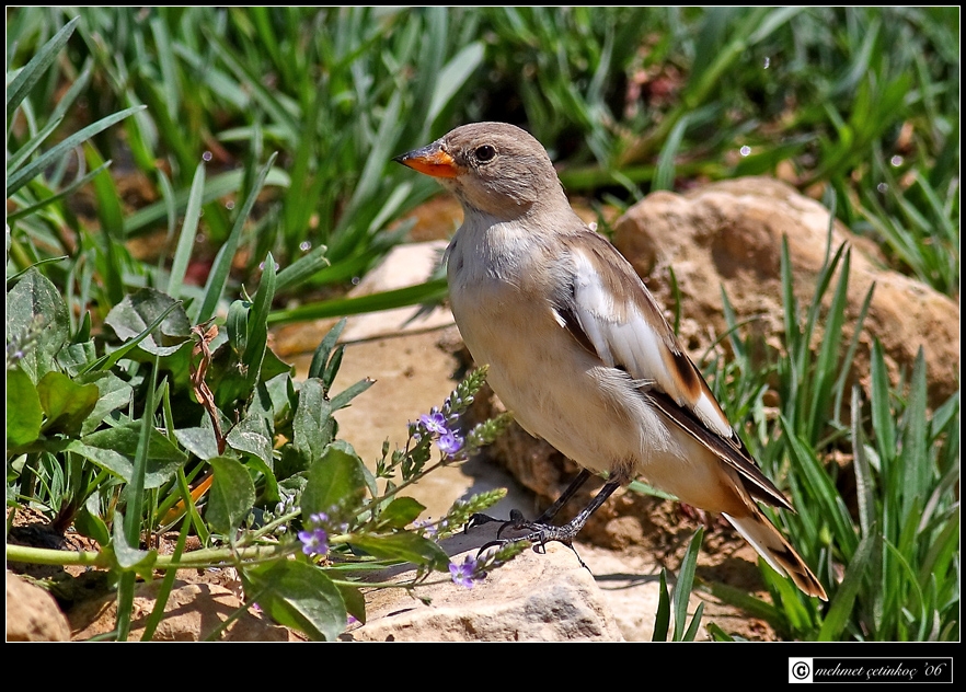 White-winged Snowfinch