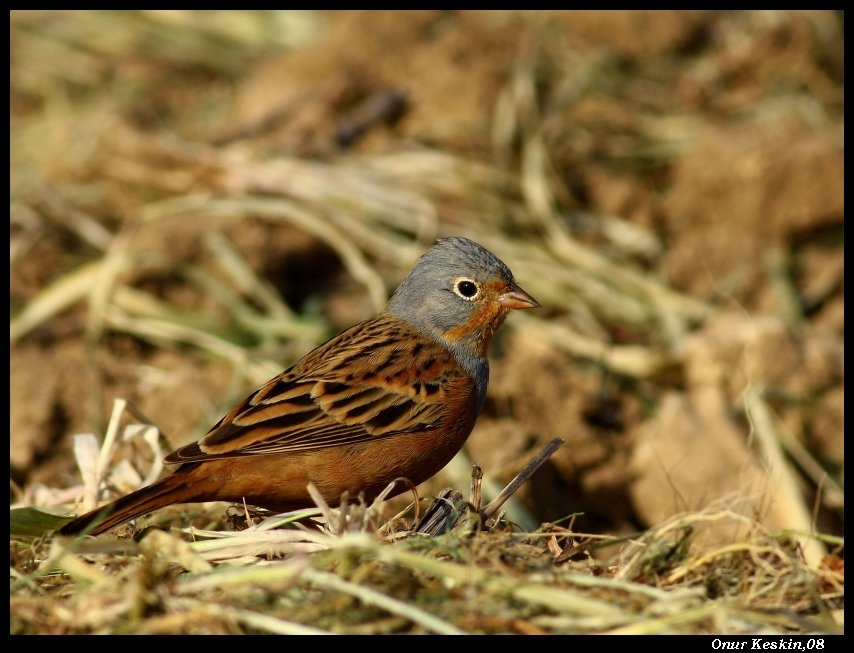 Cretzschmar`s Bunting