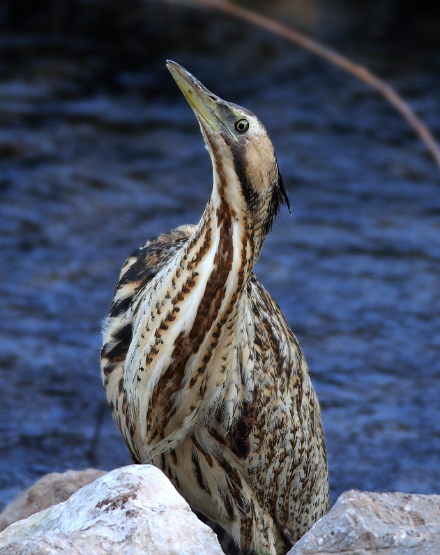 Eurasian Bittern