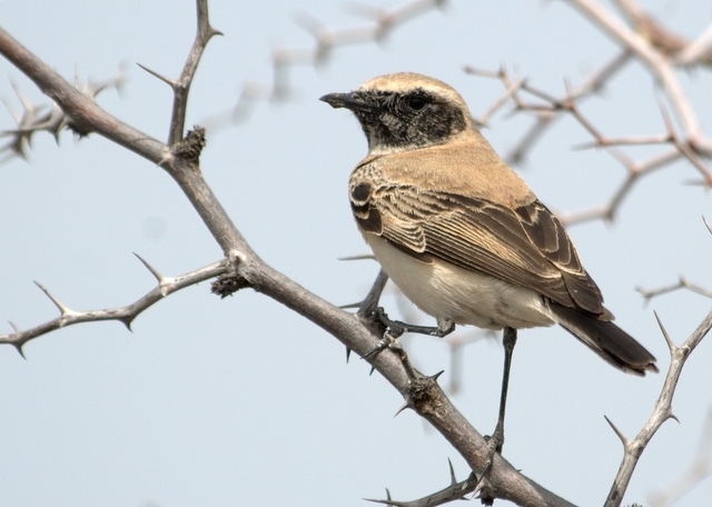 Cyprus Wheatear