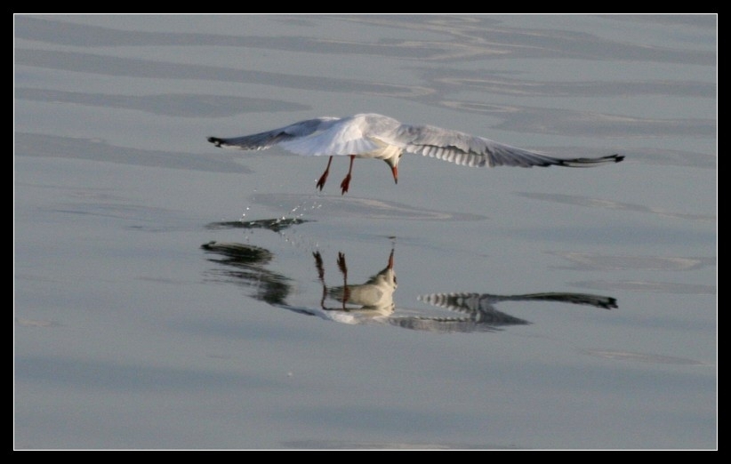 Black-headed Gull