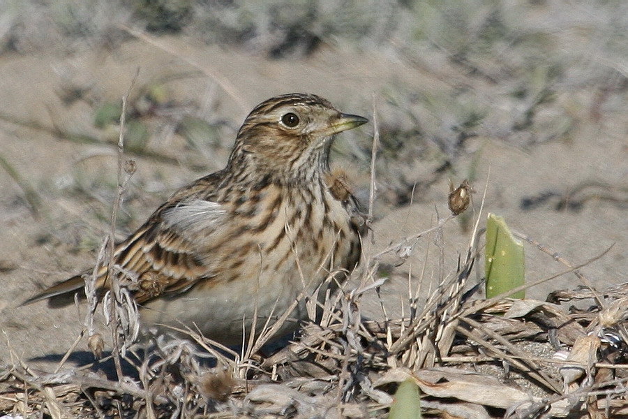 Eurasian Skylark