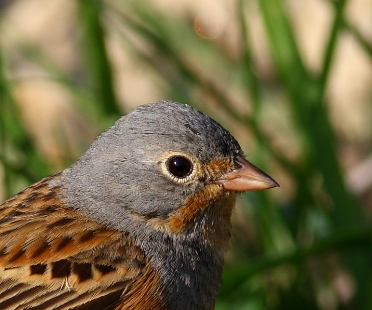 Cretzschmar`s Bunting