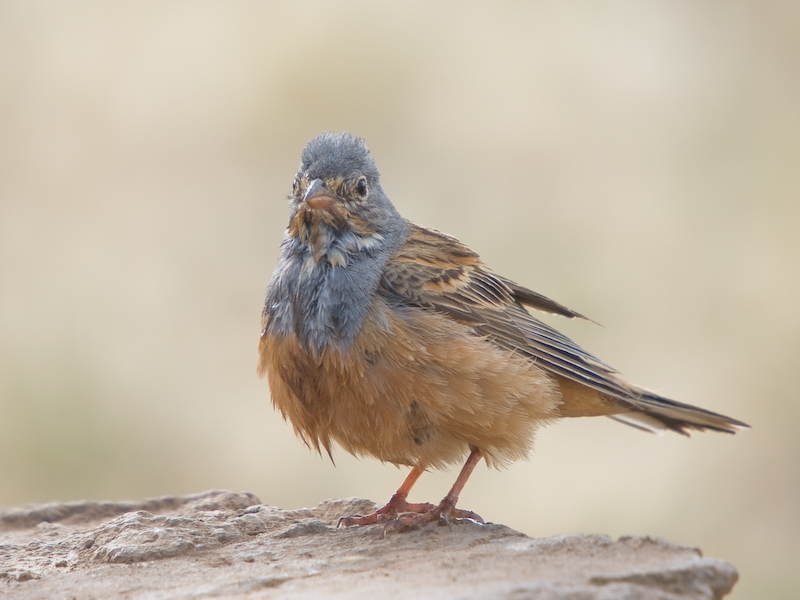 Cretzschmar`s Bunting