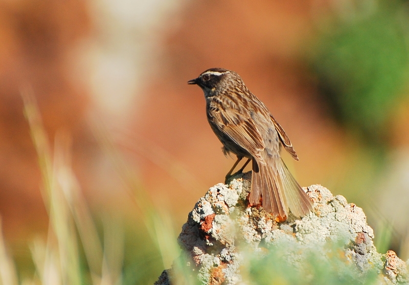 Radde`s Accentor