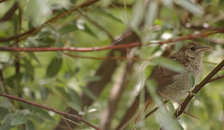 Common Nightingale