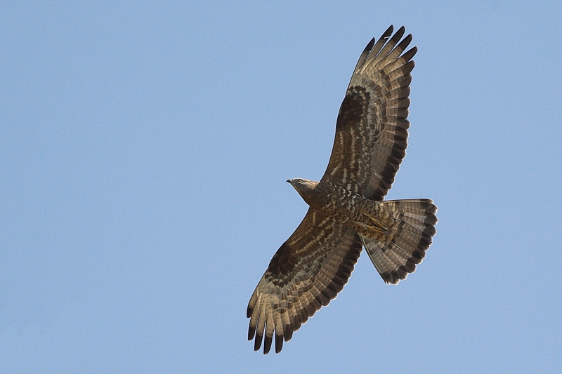 European Honey Buzzard