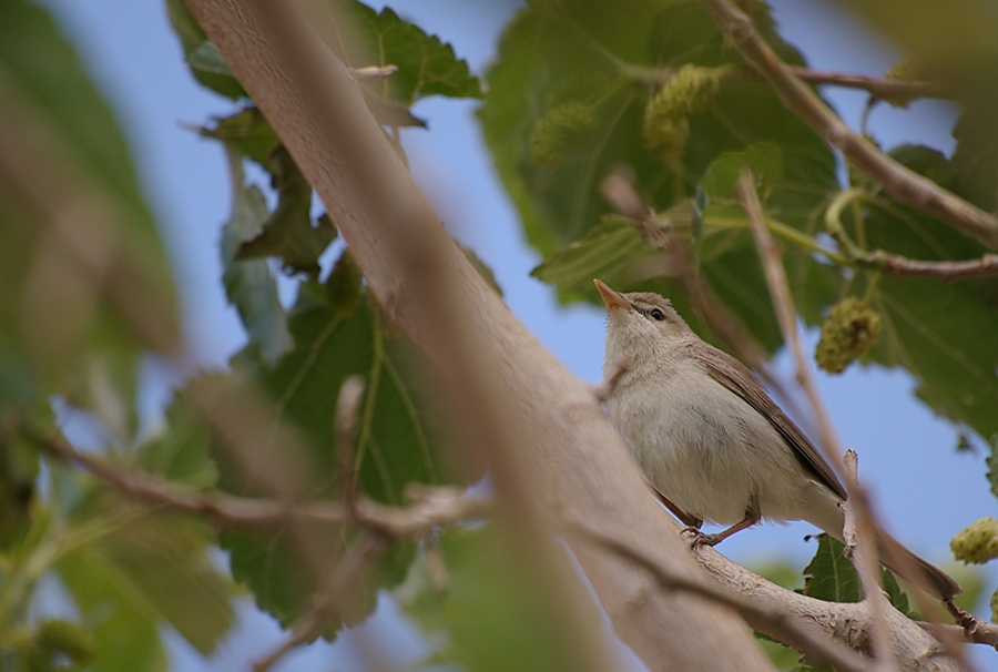 Eastern Olivaceous Warbler