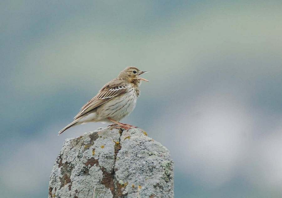 Tree Pipit