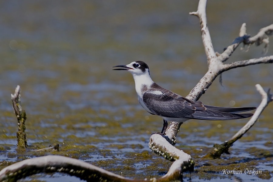 Black Tern
