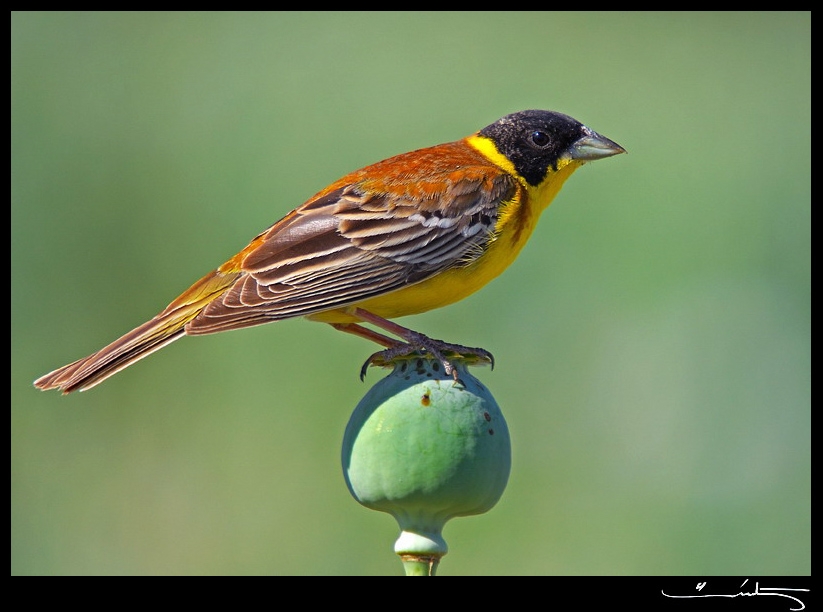 Black-headed Bunting