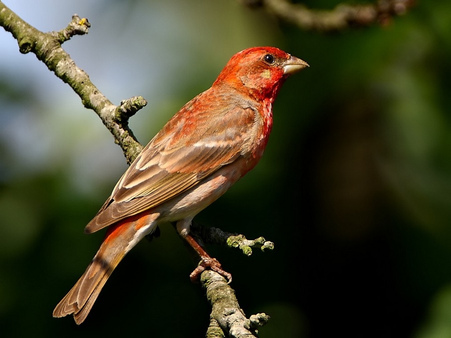 Common Rosefinch