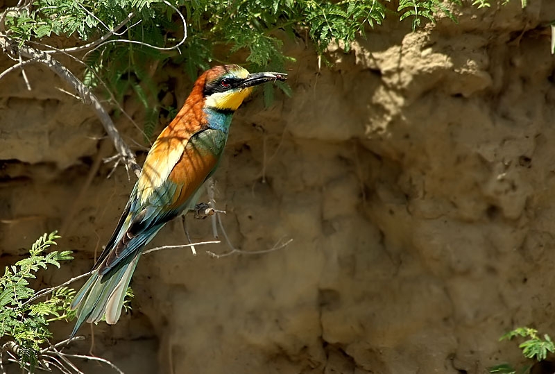 European Bee-eater