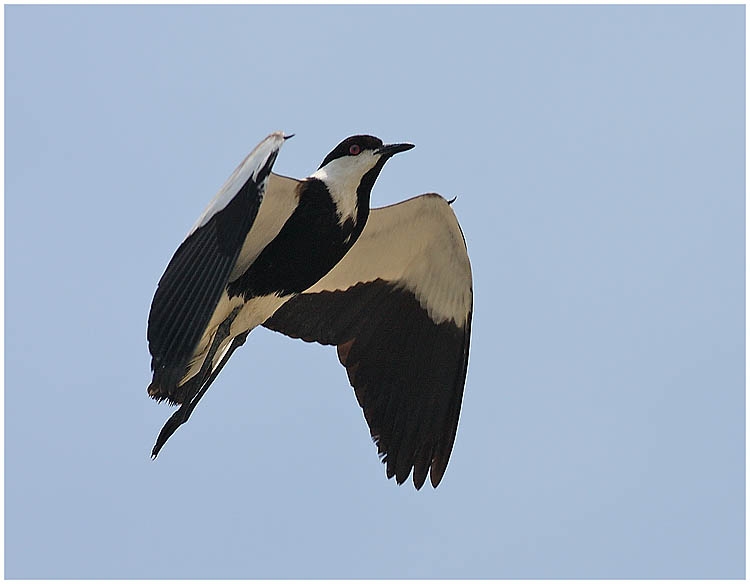 Spur-winged Lapwing