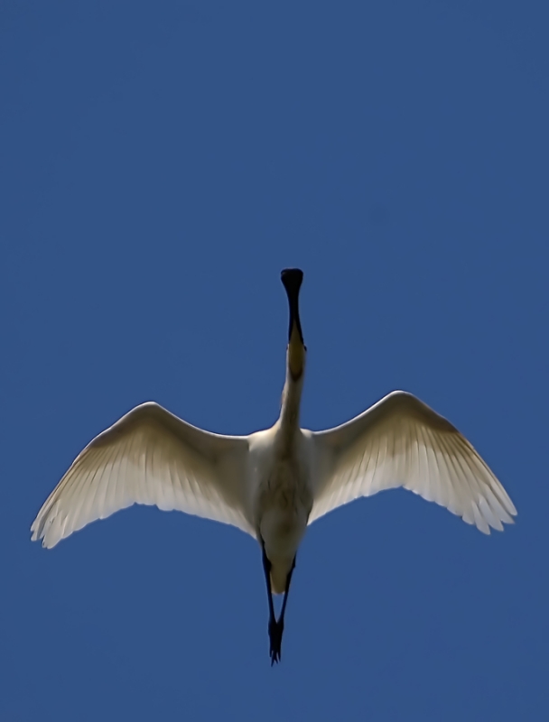 Eurasian Spoonbill