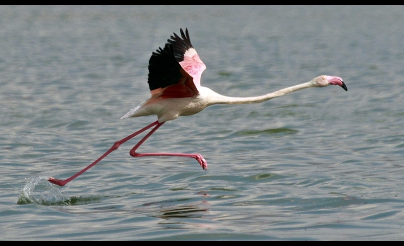 Greater Flamingo