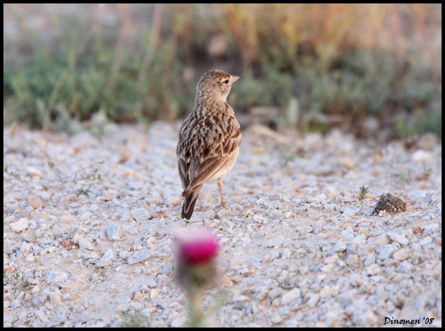 Greater Short-toed Lark