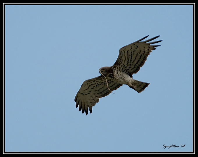 Short-toed Snake Eagle