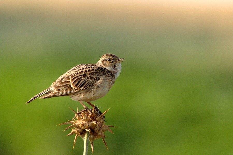 Eurasian Skylark