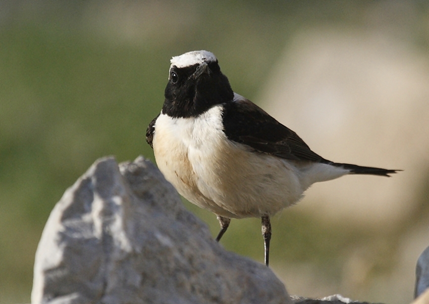 Black-eared Wheatear
