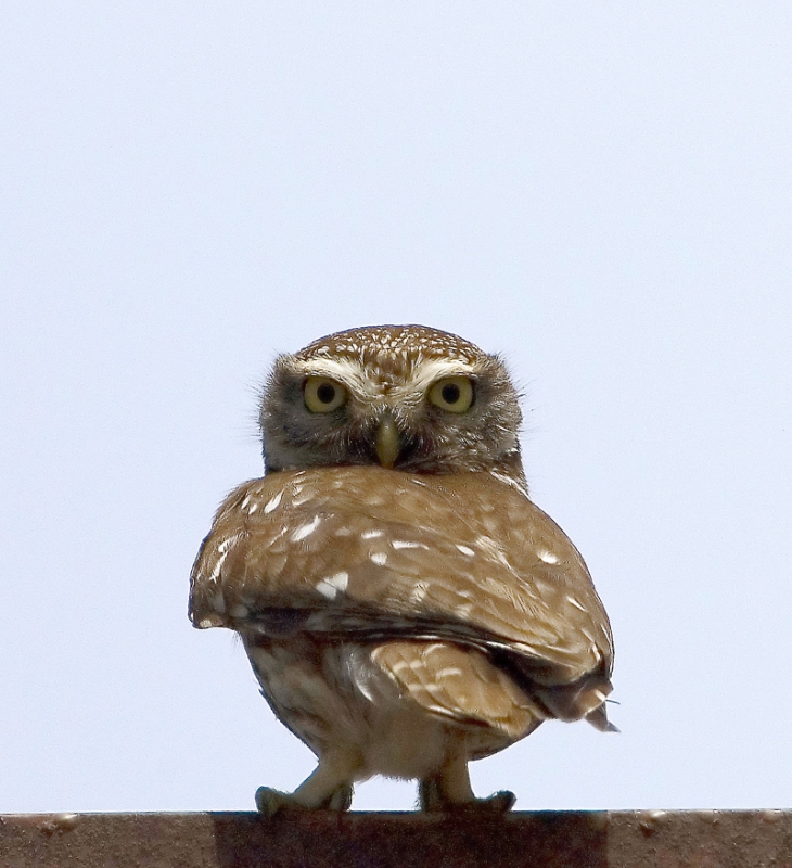 Little Owl