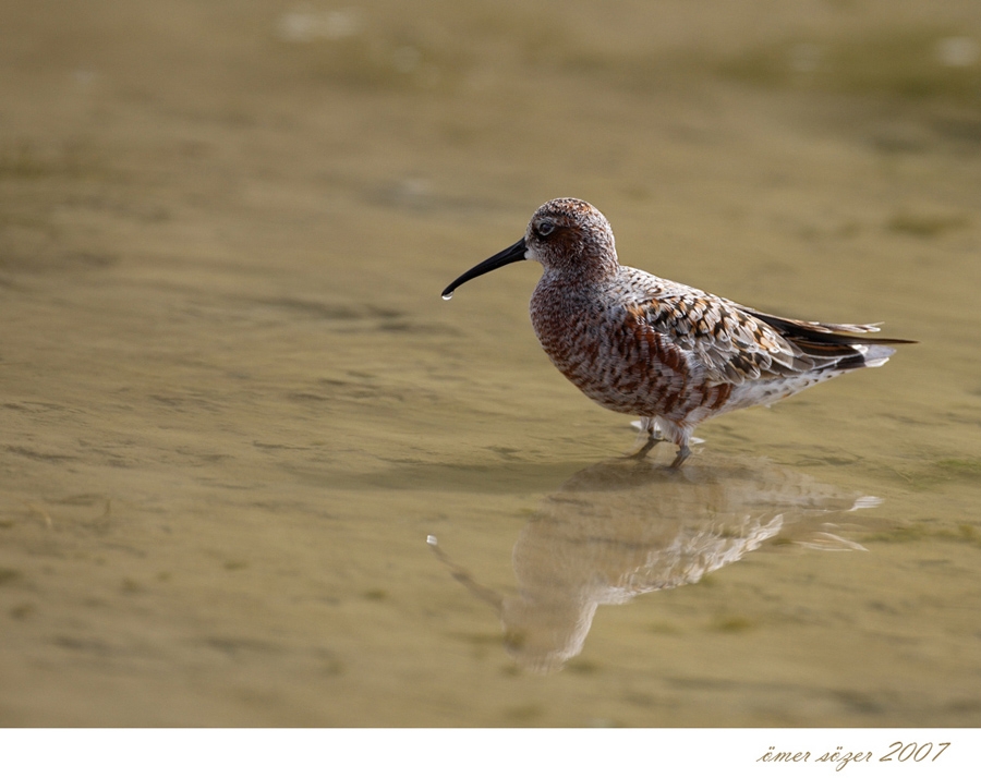 Curlew Sandpiper