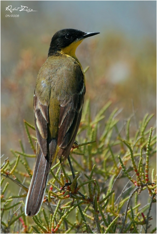 Western Yellow Wagtail