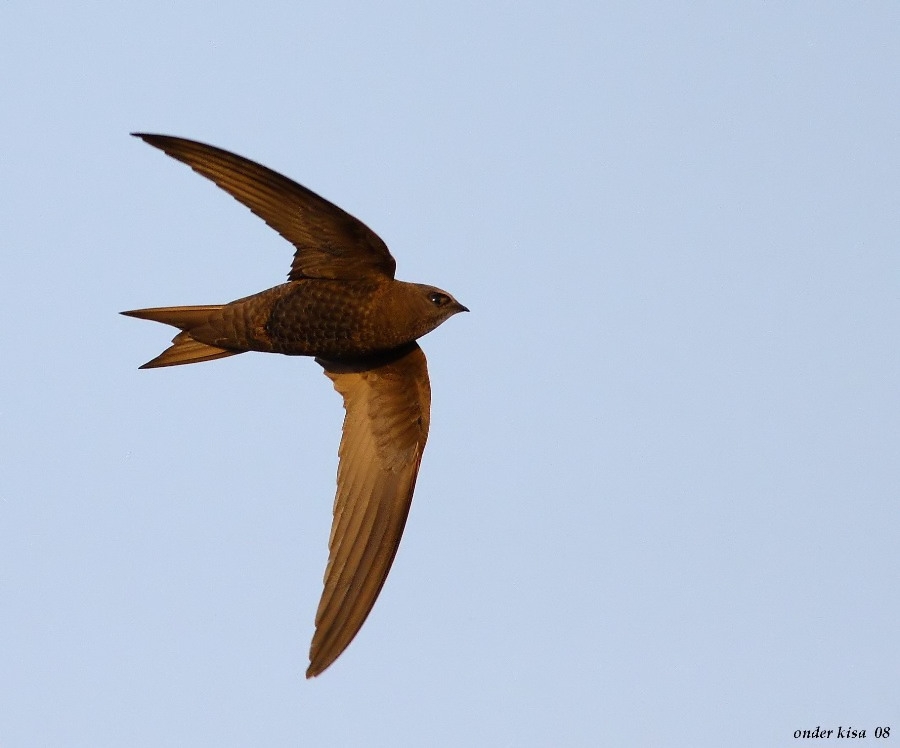 Pallid Swift