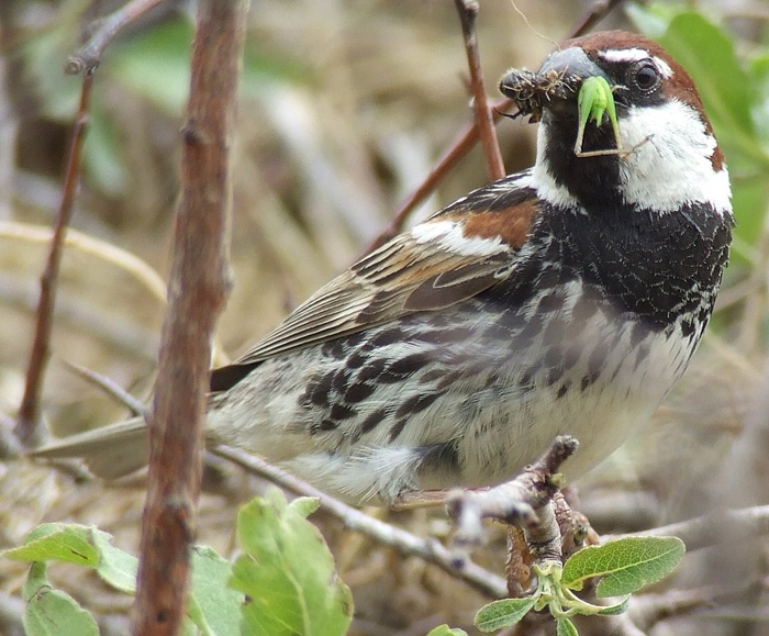 Spanish Sparrow