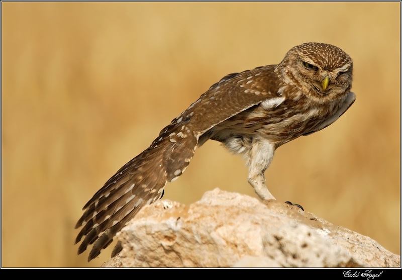 Little Owl