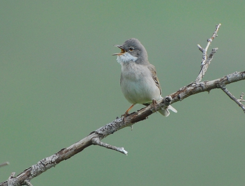 Common Whitethroat
