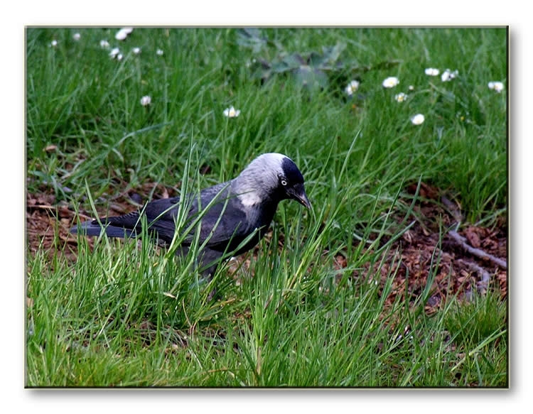 Western Jackdaw