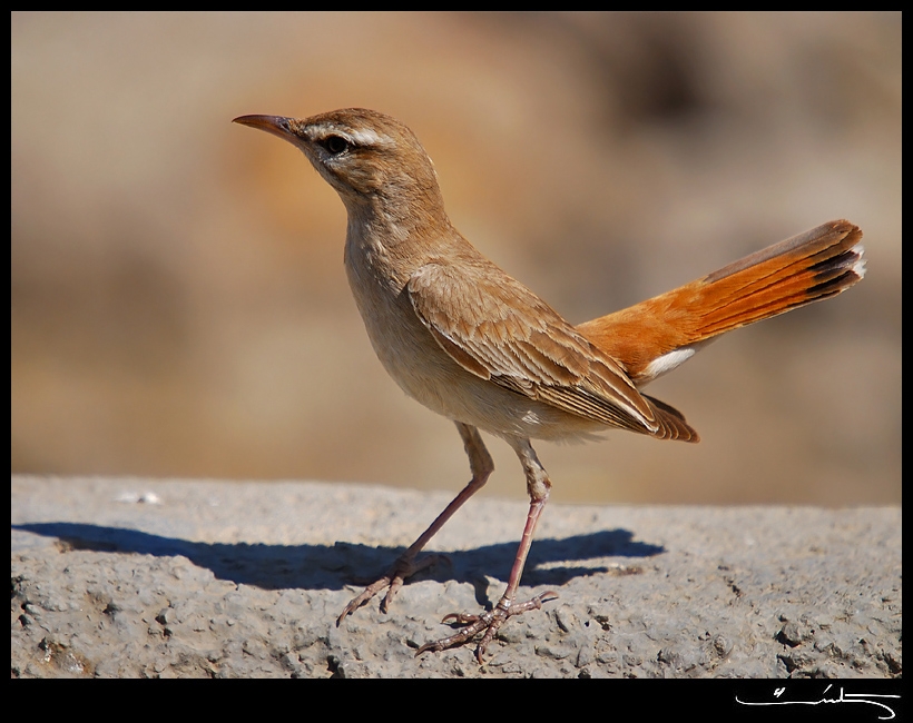 Rufous-tailed Scrub Robin
