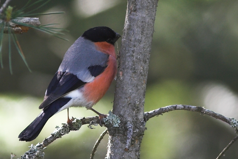 Eurasian Bullfinch