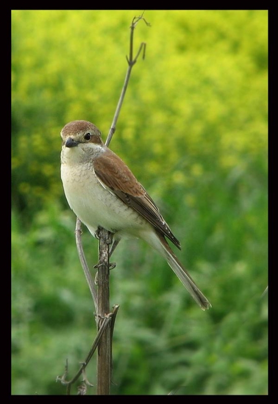 Red-backed Shrike