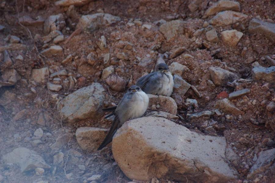 Eurasian Crag Martin