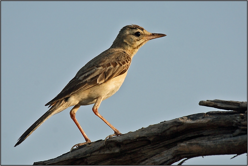 Tawny Pipit