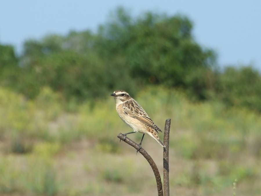 Whinchat