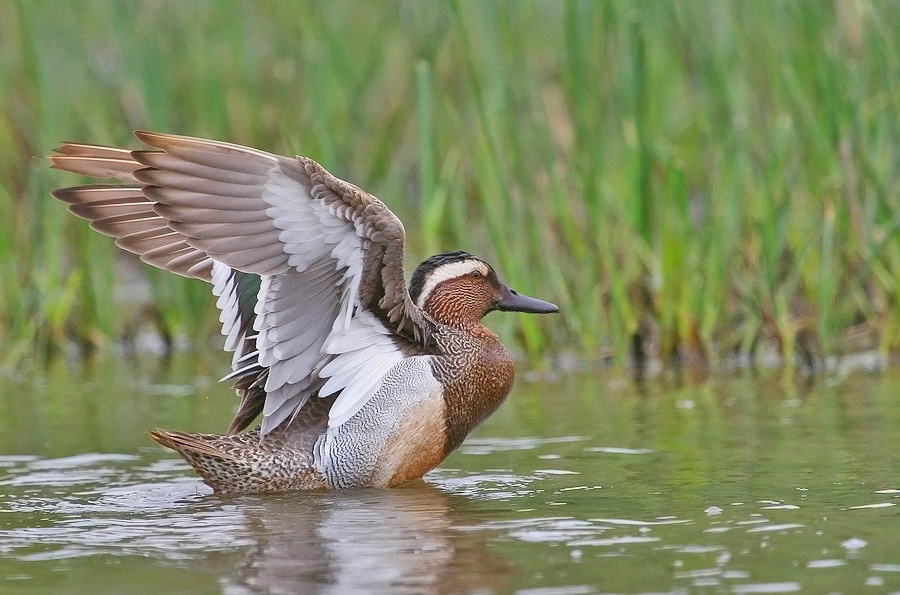 Garganey