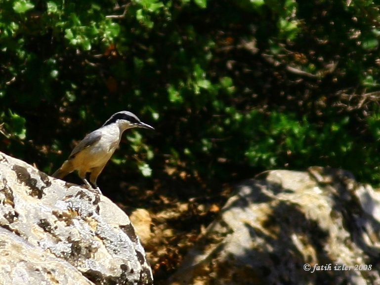 Eastern Rock Nuthatch
