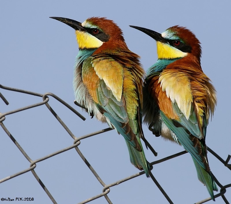 European Bee-eater