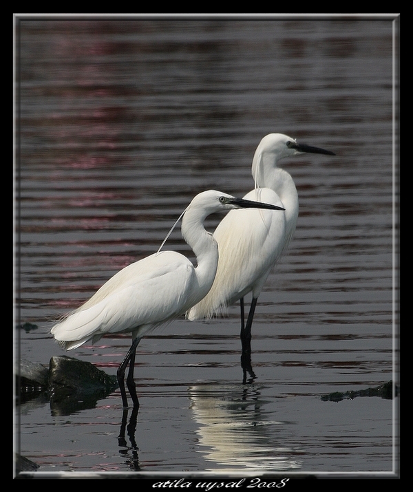 Little Egret