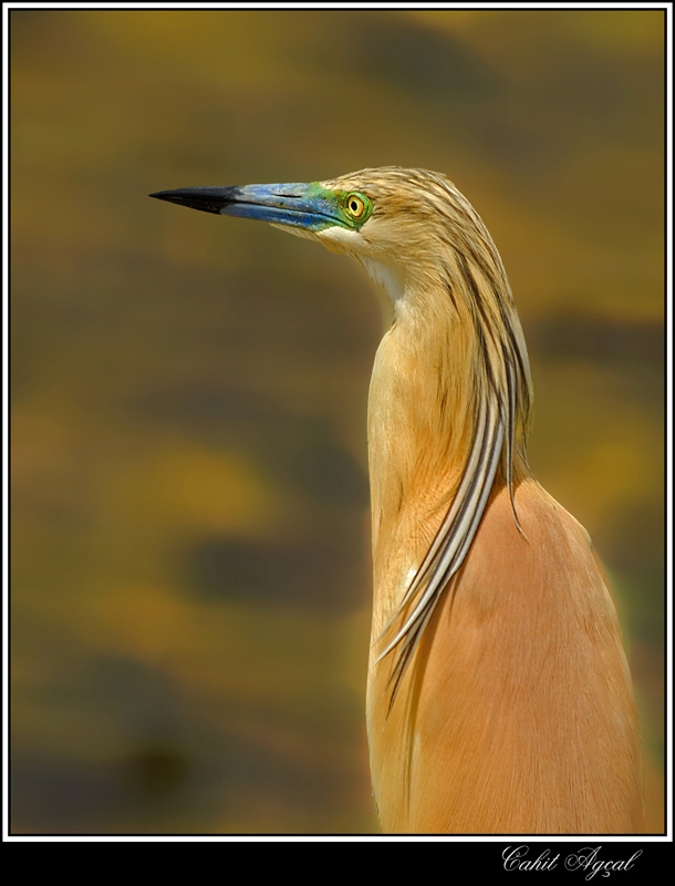 Squacco Heron