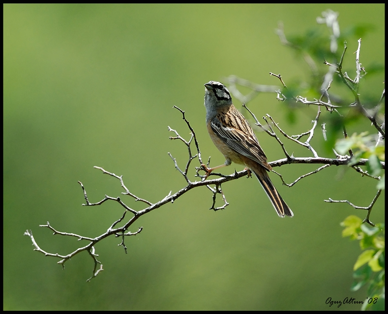 Rock Bunting