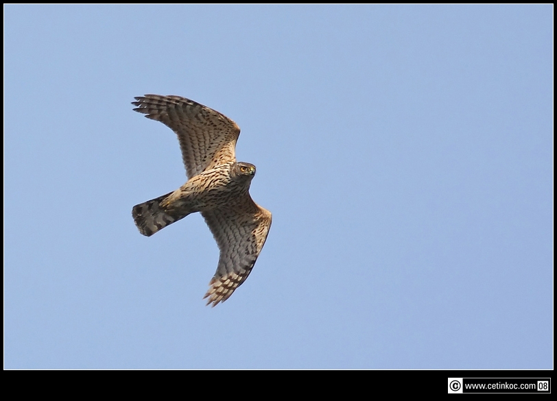 Eurasian Goshawk