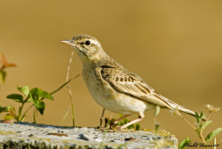 Tawny Pipit