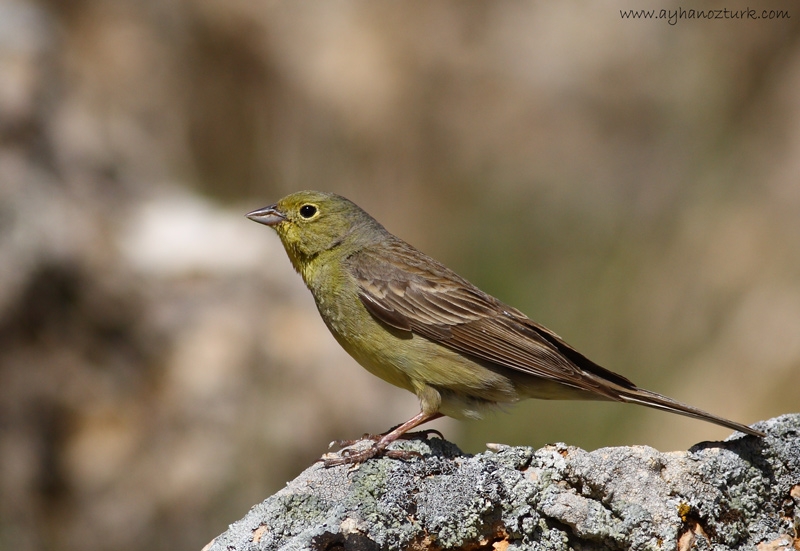 Cinereous Bunting
