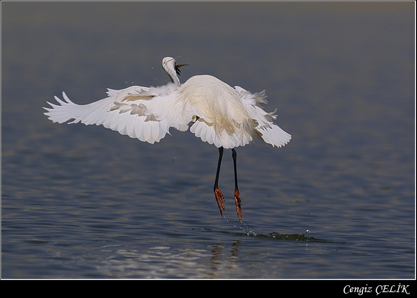 Little Egret