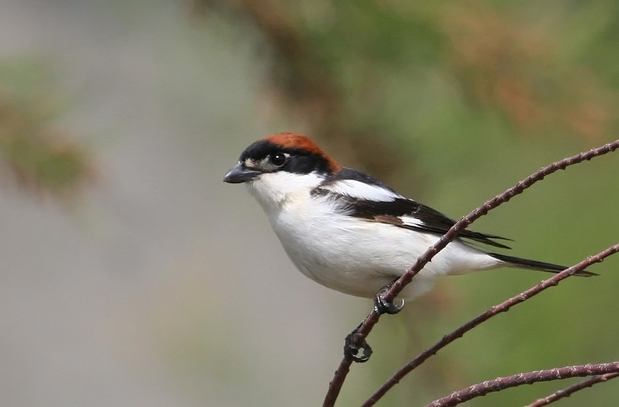 Woodchat Shrike